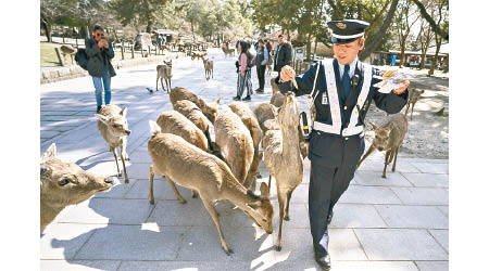 遊客減少，間接令奈良鹿的糞便回復正常。
