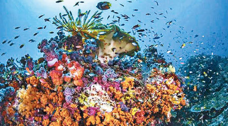 當局盼人工珊瑚礁可確保生物多樣性。