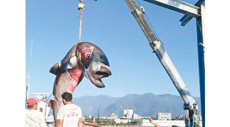 花蓮漁民連日捕獲巨口鯊。