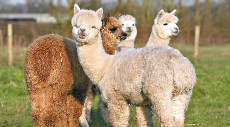 科學家聲稱在羊駝身上的抗體有助抑制疫情。