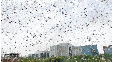 大量蝗蟲飛至印度城鎮，遮天蔽日，場面可怖。