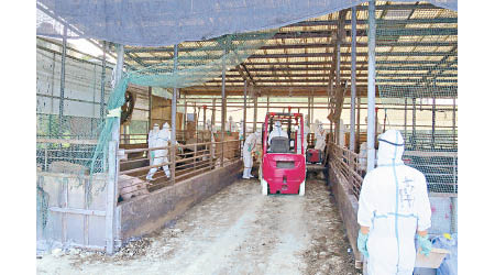 日本埼玉市防疫人員在爆發豬瘟的養殖場撲殺豬隻。