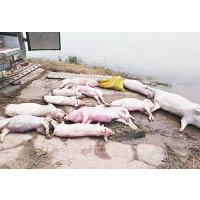 內地以往的豬瘟造成大量豬隻死亡。