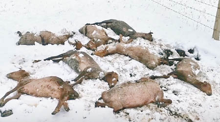 大量剛被剪毛的羊隻被凍死。