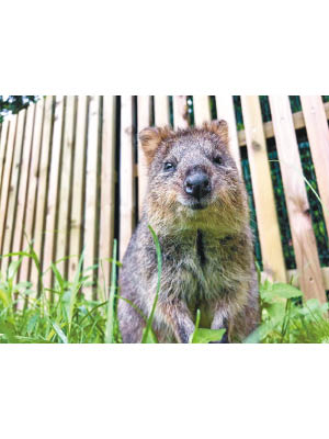 短尾矮袋鼠少有在澳洲以外地方亮相。