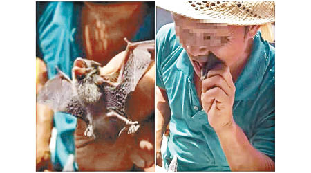在台灣，有工人生食蝙蝠，令人惡心。