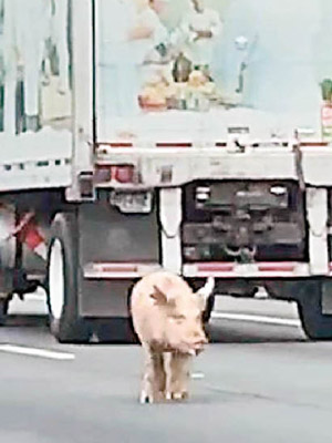 有駕駛人士拍到豬隻在公路上閒逛。