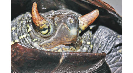 雌龜眼上長有明顯小角。