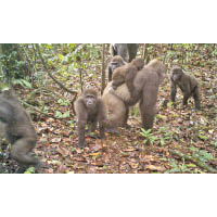 攝影機拍得克羅斯河大猩猩族群活動。