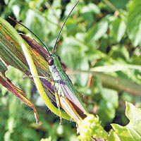 黃脊竹蝗是中國產竹區主要害蟲。