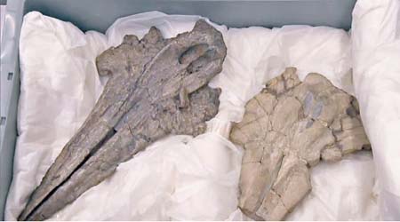 出土的海豚科頭骨化石。（電視畫面）