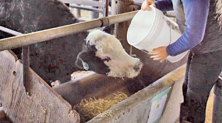 研究人員以加入檸檬草的飼料餵牛。