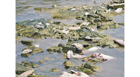 大批魚屍漂浮廣州河面。