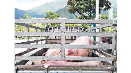內地加強對生豬的檢疫工作。