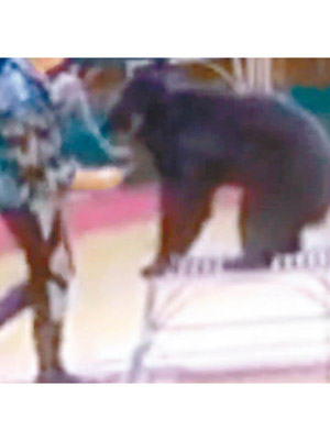 馴獸師被指用針刺傷黑熊。