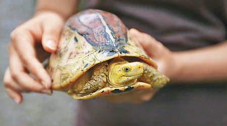 越南簽發新令，即時禁止野生動物交易。