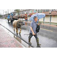 廬江縣再迎暴雨，村民牽牛疏散。（中新社圖片）