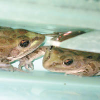 成年奇里卡瓦豹蛙料僅存約五千隻。（美聯社圖片）