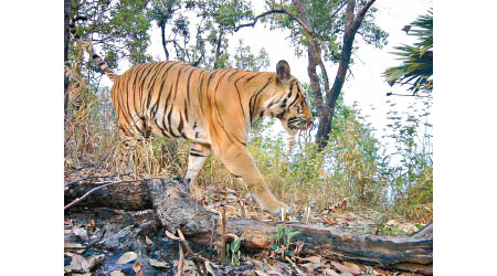有保育組織捕捉到印支虎現身西叢林地帶。