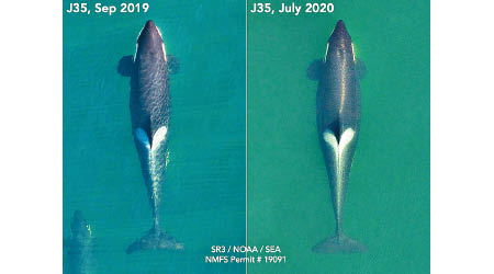 無人機拍到母鯨身體輪廓變寬（右圖），狀似懷孕。