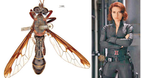 新品種「黑寡婦蠅」與漫威英雄黑寡婦外形相似。
