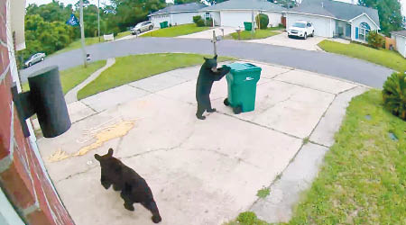 黑熊推垃圾桶的動作與人類如出一轍。