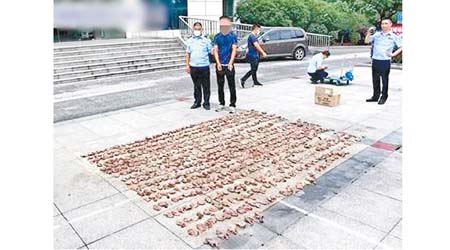 警方展示繳獲的野鳥遺體。