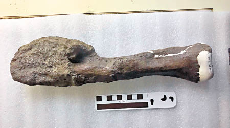 恐龍脛骨化石上有骨肉瘤引起的增生組織。