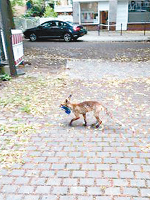小狐狸啣着鞋子走過大街。