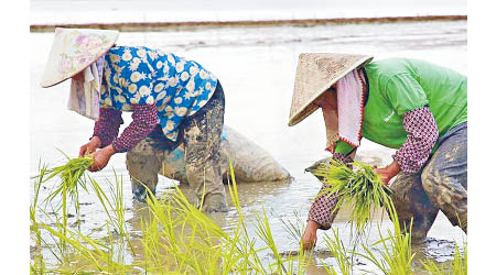 安徽南陵農民在洪水退去的農上插秧。