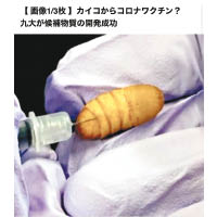 日本研發「蠶養新冠病毒疫苗」。