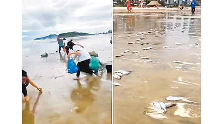 沙灘驚現大量死魚（右圖），多名市民名到場檢魚屍（左圖）。
