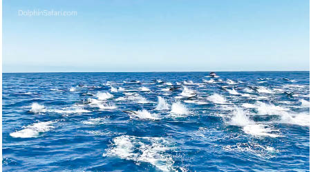 多條海豚被攝到在海面飛躍。