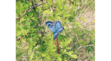 罕見大型藍蝴蝶重現科茨沃爾草原。