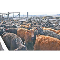 特朗普指中國正購買大量牛隻。（美聯社圖片）