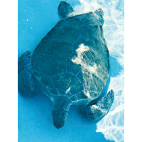 海龜困在泳池內無法脫身。