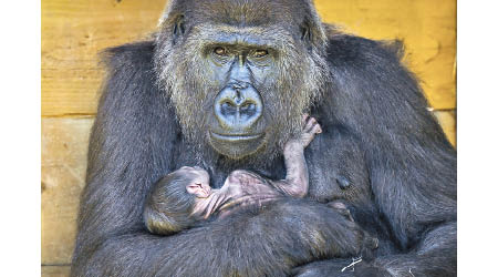 雌性大猩猩卡拉抱着剛出生的寶寶。