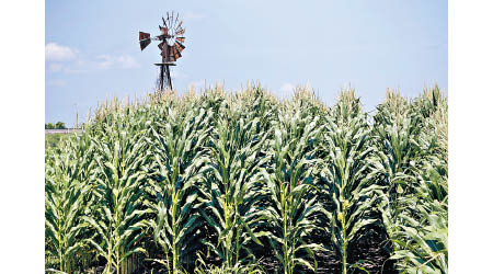 中國採購大批美國玉米。