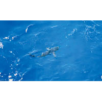 海巡隊成員戲水時遇上鯊魚游近。