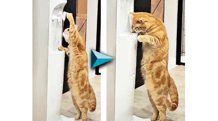 小貓按下飲水機的開關掣後，啜飲流出的開水。