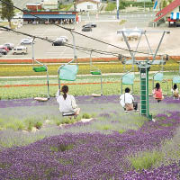 旅客乘坐吊車觀賞富良野的薰衣草田。