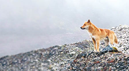 野狗位於新畿內亞西部的偏遠高地發現。