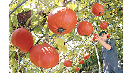 吊在半空栽種的「飛天南瓜」不易變形和變色。