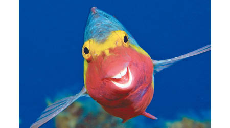 鸚嘴魚展露詭異笑容。