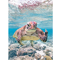 海龜對鏡頭疑似怒舉中指。