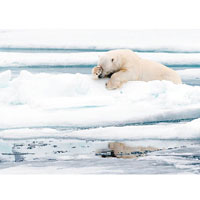 北極熊似在「望冰輕嘆」。