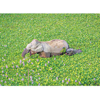 大象寶寶將綠葉送給媽媽。