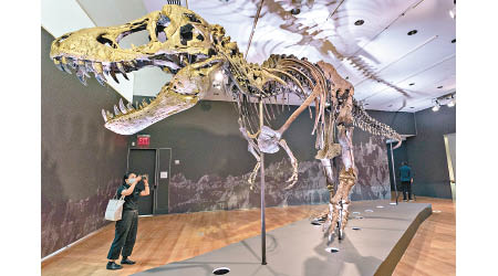 「史丹」是世上最完整暴龍化石之一。（美聯社圖片）