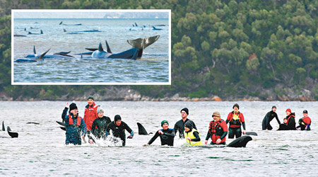 大批領航鯨集體擱淺（小圖），海洋生物學家展開救援行動。（Getty Images/美聯社）