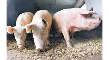 南韓再有農場爆發非洲豬瘟。